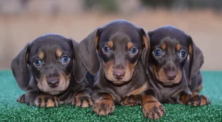 Dachshund puppies