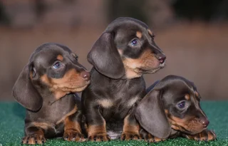 Dachshund puppies
