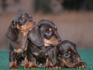 Dachshund puppies