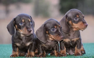 Dachshund puppies
