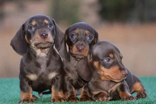 Dachshund puppies