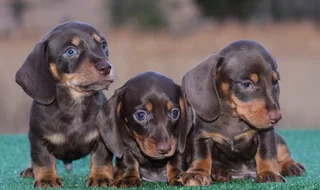 Dachshund puppies