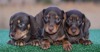 Dachshund puppies