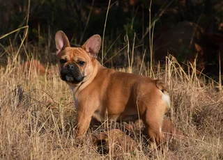 French bulldog