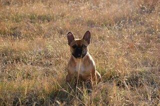 French bulldog