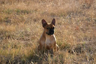 French bulldog