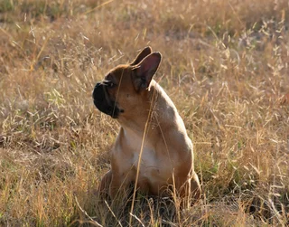 French bulldog