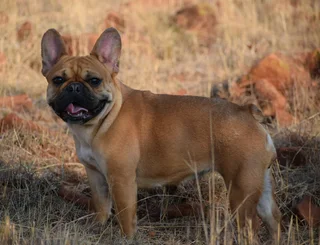 French bulldog