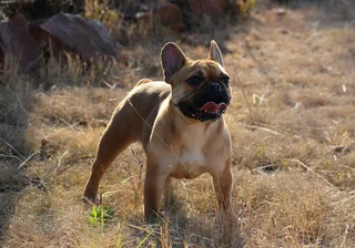 French bulldog