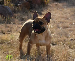 French bulldog