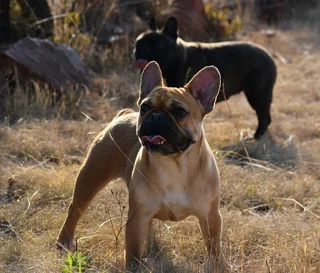 French bulldog