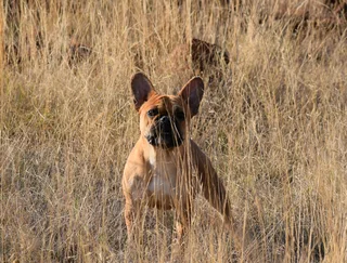 French bulldog