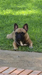 French bulldog