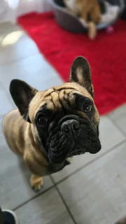 French bulldog