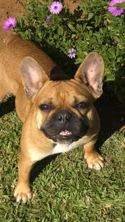 French bulldog