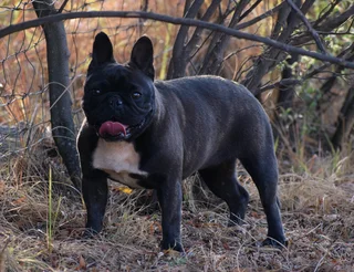 French bulldog