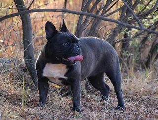 French bulldog