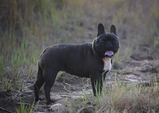 French bulldog