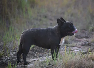 French bulldog
