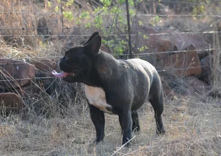 French bulldog