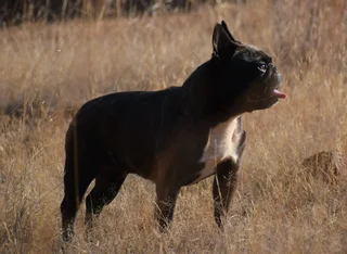 French bulldog