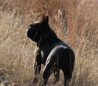 French bulldog