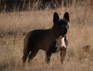 French bulldog