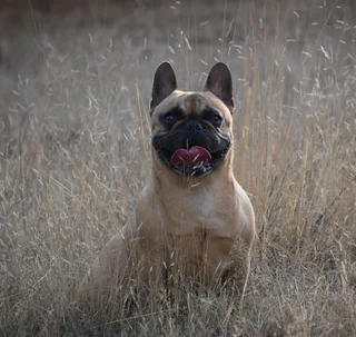 French bulldog