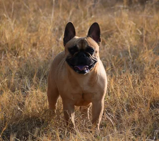 French bulldog