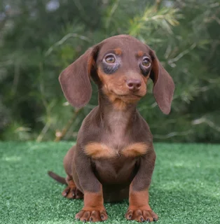 Dachshund puppies