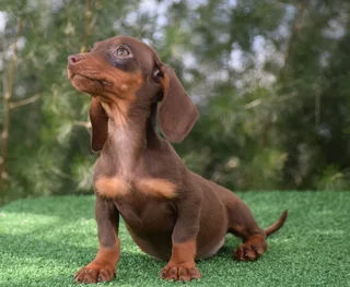 Dachshund puppies