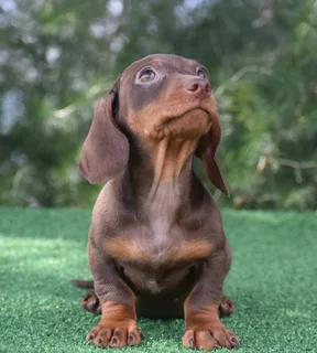 Dachshund puppies