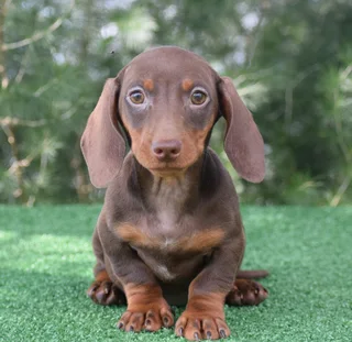 Dachshund puppies