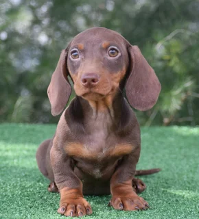 Dachshund puppies