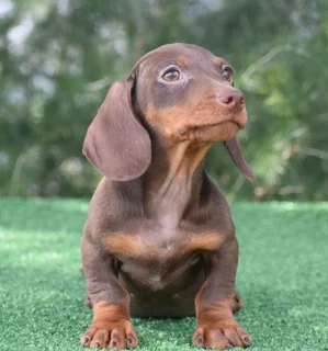 Dachshund puppies