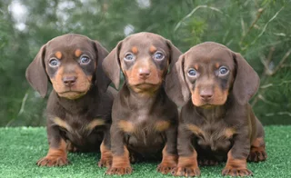 Dachshund puppies