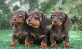 Dachshund puppies