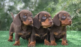 Dachshund puppies