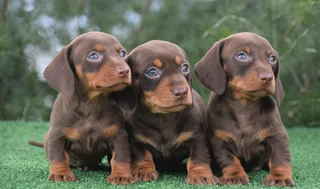 Dachshund puppies