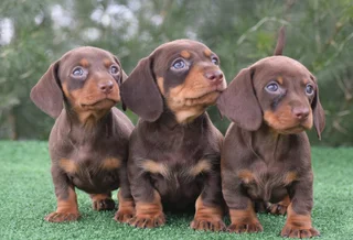 Dachshund puppies