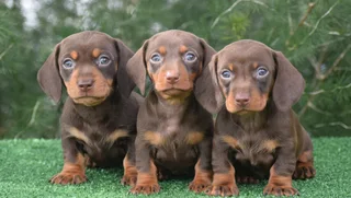 Dachshund puppies