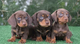 Dachshund puppies