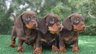 Dachshund puppies