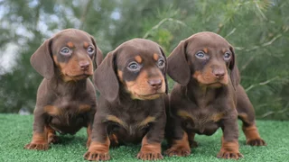 Dachshund puppies