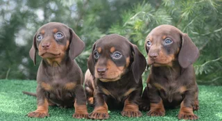 Dachshund puppies