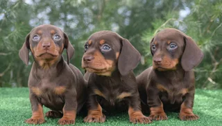 Dachshund puppies