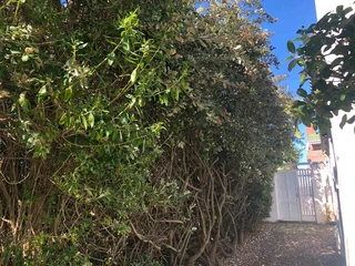Pools and Tree felling