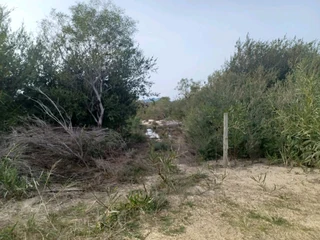 Pools and Tree felling