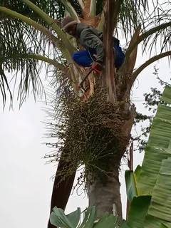 Pools and Tree Felling