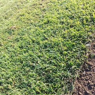 Berea Buffalo Kikuyu Royal Blue